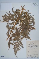 藏品(蕨)的圖片