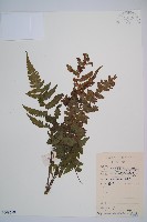 藏品(假蹄蓋蕨)的圖片