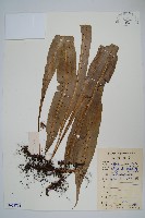 藏品(大星蕨)的圖片