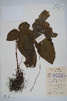 藏品(戟葉聖蕨)的圖片