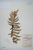 藏品(迷人鱗毛蕨、異蓋鱗毛蕨)的圖片