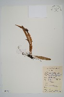 藏品(瓦葦)的圖片