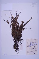 藏品(生芽鐵角蕨)的圖片