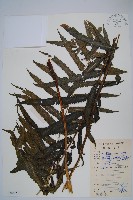 藏品(大葉毛蕨)的圖片