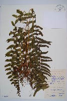 藏品(虎克氏鱗蓋蕨)的圖片