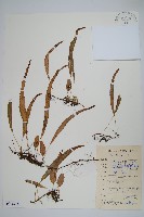 藏品(岡本氏茀蕨)的圖片