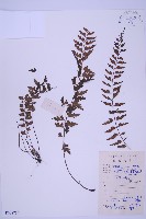 藏品(斜葉鐵角蕨)的圖片