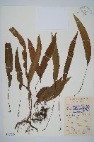 藏品(單葉雙蓋蕨)的圖片