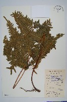 藏品(傅氏鳳尾蕨)的圖片