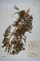 藏品(大金星蕨)的圖片
