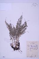 藏品(長生鐵角蕨)的圖片