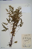 藏品(兩廣陵齒蕨)的圖片