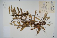 藏品(骨牌蕨)的圖片