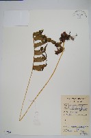 藏品(友水龍骨)的圖片