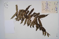 藏品(福建蓮座蕨)的圖片