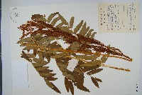 藏品(紫萁)的圖片