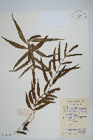 藏品(橢圓線蕨)的圖片