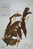 藏品(大線蕨)的圖片