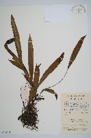 藏品(單葉雙蓋蕨)的圖片