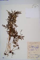 藏品(烏蕨)的圖片