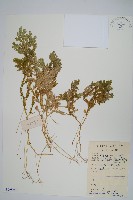 藏品(生根卷柏)的圖片