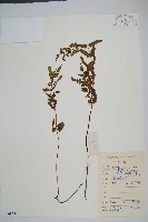 藏品(異葉鱗始蕨)的圖片