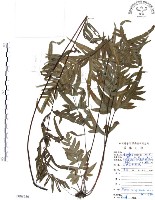 藏品(半邊羽裂鳳尾蕨)的圖片