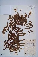 藏品(栗蕨)的圖片