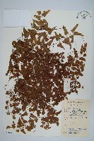 藏品(小葉海金沙)的圖片