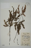 藏品(扇葉鐵線蕨)的圖片