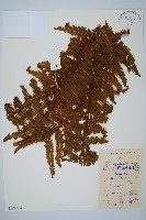 藏品(中華裡白)的圖片