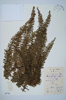 藏品(中華裡白)的圖片