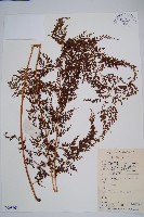 藏品(烏蕨)的圖片