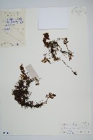 藏品(蕗蕨)的圖片