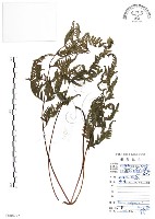 藏品(半邊羽裂鳳尾蕨)的圖片