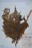 藏品(蕨)的圖片