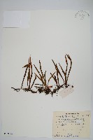 藏品(相異石韋)的圖片