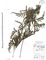 藏品(半邊羽裂鳳尾蕨)的圖片