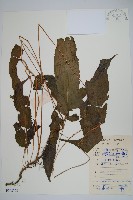 藏品(單葉新月蕨)的圖片