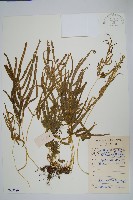 藏品(鳳尾蕨)的圖片