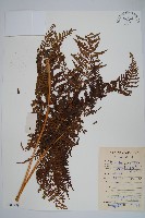 藏品(大金星蕨)的圖片