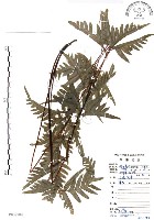 藏品(半邊羽裂鳳尾蕨)的圖片