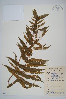 藏品(密毛毛蕨)的圖片