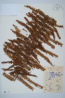 藏品(中華裡白)的圖片