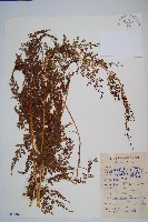 藏品(烏蕨)的圖片