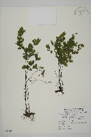 藏品(鐵線蕨)的圖片