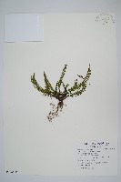 藏品(鐵角蕨)的圖片