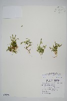 藏品(擬日本卷柏)的圖片