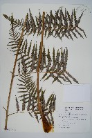 藏品(臺灣金狗毛蕨)的圖片