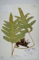 藏品(海岸星蕨)的圖片